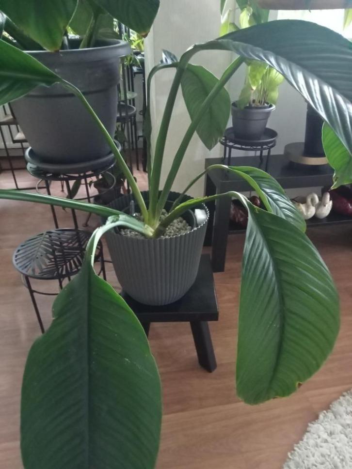 Spathiphyllum Sensation, Huis en Inrichting, Kamerplanten, Minder dan 100 cm, Halfschaduw, Ophalen