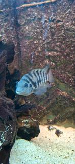 Zebra cichliden, Vis