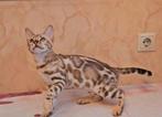 Bengaalse kitten met gezondheidproblemen zoekt dierenvriend, Poes, Gechipt, 0 tot 2 jaar