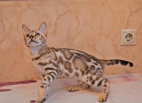 Bengaalse kitten met gezondheidproblemen zoekt dierenvriend, Dieren en Toebehoren, Katten en Kittens | Raskatten | Korthaar, Poes