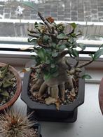 Adenium bonsai, Vetplant, Ophalen of Verzenden, Minder dan 100 cm, Bloeiende kamerplant