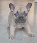 Franse bulldog puppys 2 reutje 1 teffje alx4 ice blue eyes, 15 weken tot 1 jaar, Reu, Bulldog, Eén hond