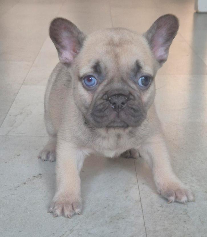 Franse bulldog puppys 2 reutje 1 teffje alx4 ice blue eyes, Dieren en Toebehoren, Honden | Bulldogs, Pinschers en Molossers, Reu