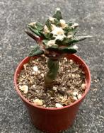 Cactus, Ariocarpus, Ophalen of Verzenden, Cactus, Volle zon, Minder dan 100 cm