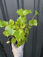 Campanula poscharskyana- klokjesbloem p9, Tuin en Terras, Planten | Tuinplanten, Ophalen, Bodembedekkers, Vaste plant, Halfschaduw