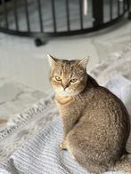 Golden Black Shaded Britse Korthaar, Dieren en Toebehoren, Katten en Kittens | Raskatten | Korthaar, Kater, Gechipt, 0 tot 2 jaar