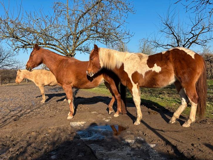 Bijrijder en hulp gezocht, Dieren en Toebehoren, Stalling en Weidegang, 4 paarden of pony's of meer