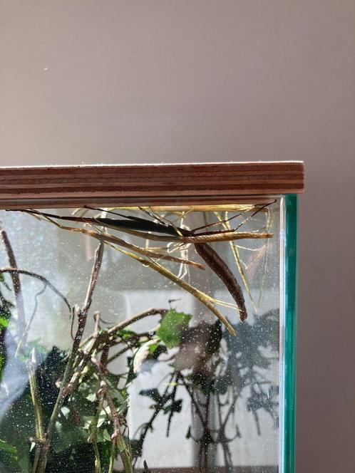 Wandelendetakken, Dieren en Toebehoren, Insecten en Spinnen, Wandelende tak