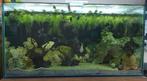 Optic White aquarium met blue polar parrot chiclides, Dieren en Toebehoren, Vissen | Aquaria en Toebehoren, Ophalen, Zo goed als nieuw
