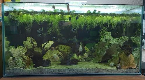 Optic White aquarium met blue polar parrot chiclides, Dieren en Toebehoren, Vissen | Aquaria en Toebehoren, Zo goed als nieuw