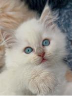 Ragdoll kittens stamboom getest zeldzame kleuren, Dieren en Toebehoren, Katten en Kittens | Raskatten | Langhaar, Meerdere dieren