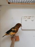 Harlekijn kanarie, Dieren en Toebehoren, Mannelijk