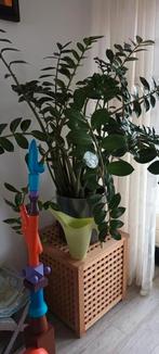 Zamifolia, grote volgroeide plant in mooie pot, Ophalen, Overige soorten
