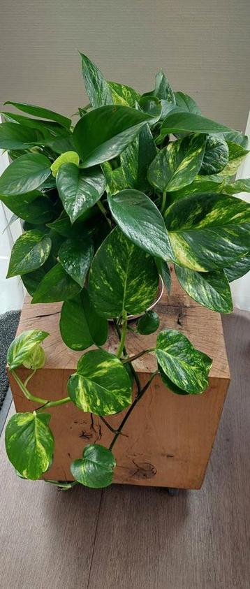 Scindapsus aureum,  luchtzuiveraar  beschikbaar voor biedingen