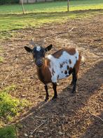 2 dwerggeiten, Dieren en Toebehoren, Schapen, Geiten en Varkens, Vrouwelijk, Geit
