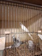 3 Koppels valkparkieten in mooie aparte kleuren, Dieren en Toebehoren, Meerdere dieren, Parkiet