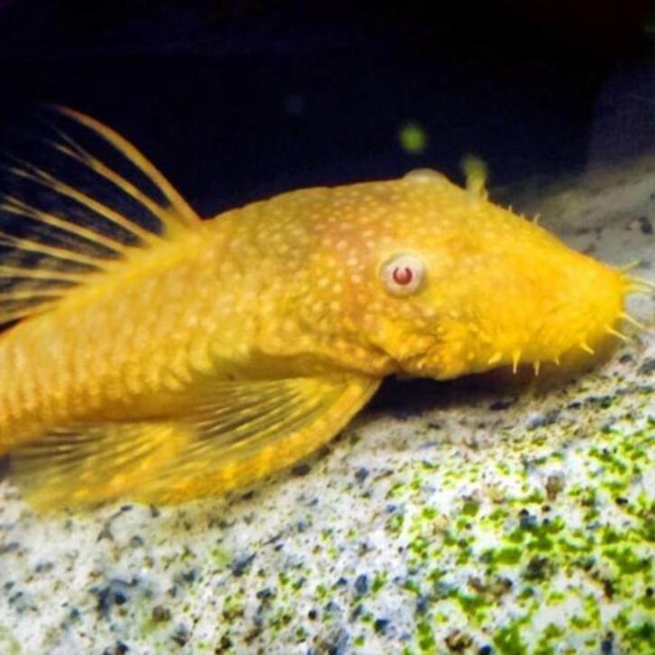 Ancistrus Albino kijk de beschrijving voor meer info,Actie!, Dieren en Toebehoren, Vissen | Aquariumvissen, Zoetwatervis, Vis