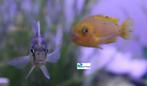 Malawi Mix, Dieren en Toebehoren, Vissen | Aquariumvissen, Vis, Zoetwatervis