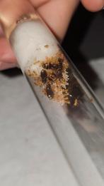 Lasius flavus mieren kolonie 7q, Dieren en Toebehoren, Insecten en Spinnen