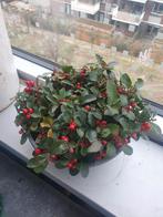 Rode besjes met bak, circa 30 cm diameter, Halfschaduw, Vaste plant, Herfst, Overige soorten
