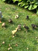 Jonge 100% Indische loopeenden (flesseneend), Dieren en Toebehoren, Pluimvee, Meerdere dieren, Eend