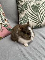 Kleine schattige baby konijntjes, Dieren en Toebehoren, Meerdere dieren, Dwerg