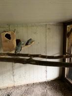 Grijze roodstaarten, Dieren en Toebehoren, Vogels | Parkieten en Papegaaien, Mannelijk, Parkiet, Tam