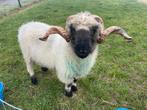 Mooie Walliser Schwarznase dekram, Dieren en Toebehoren, Mannelijk, Schaap