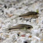 Corydoras pygmaeus, Dieren en Toebehoren, Vissen | Aquariumvissen, Vis