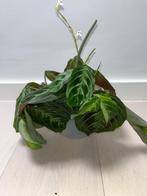 Maranta Cat Moustache Noid, Huis en Inrichting, Kamerplanten, Overige soorten, Minder dan 100 cm, Halfschaduw, Verzenden