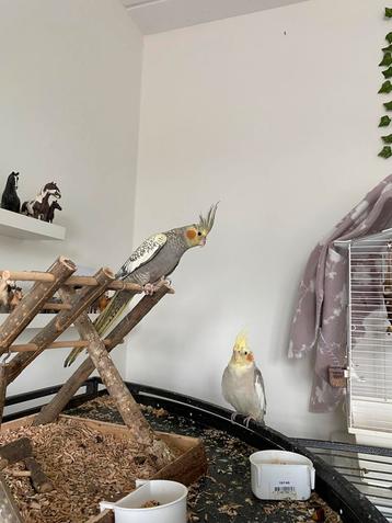 2 valkparkieten opzoek naar nieuw huisje. beschikbaar voor biedingen