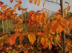 Diverse Soorten Perzische Ijzerhoutboom / Parrotia Persica, Volle zon, Vaste plant, Winter, Ophalen
