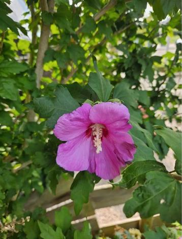 Stekje/jonge plant Hibiscus en smeerwortel beschikbaar voor biedingen