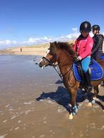 Lieve verzorger voor leuke Welsh-pony gezocht!, Ruiter of Bijrijder