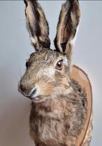 Te koop: Opgezette hazenkop, Verzamelen, Dierenverzamelingen, Ophalen of Verzenden, Nieuw, Wild dier, Opgezet dier