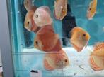 Red Cover Blue Rim Discus, Symphysodon Discus, Vis, Zoetwatervis