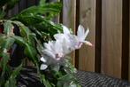 Stekje lidcactus (Schlumbergera truncatus) plant geworteld, Huis en Inrichting, Overige soorten, Minder dan 100 cm, Bloeiende kamerplant