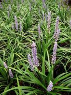 Liriope leliegras nu spotgoedkoop, Overige soorten, Volle zon, Eenjarig, Ophalen of Verzenden