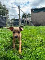 Bijna zindelijke dwergpincher pup reutje mag nestje verlaten, Dieren en Toebehoren, 8 tot 15 weken, Eén hond, Nederland, Particulier