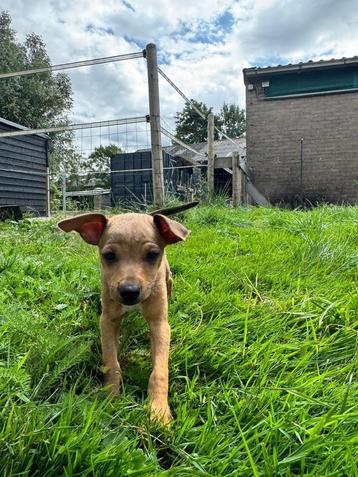 Bijna zindelijke dwergpincher pup reutje mag nestje verlaten beschikbaar voor biedingen