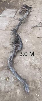 Druivenrank druiventak druivenstam terarium, Dieren en Toebehoren, Ophalen, Terrarium of Paludarium