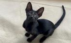 Nieuwe kittens geboren op 22 Mei, Oosters korthaar kittens, Dieren en Toebehoren, Katten en Kittens | Raskatten | Korthaar, Meerdere dieren
