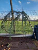 Blauwe treur ceder cedrus Cedrus libani 'Glauca Pendula', Tuin en Terras, Planten | Bomen, Ophalen, Volle zon, Treurboom, 100 tot 250 cm