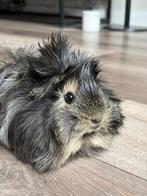 Beertje gezocht voor dekking., Mannelijk, Cavia, Na 1 juli 2024, Tam
