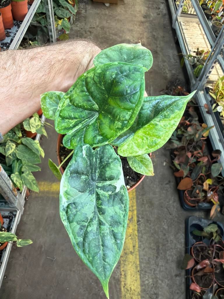 Alocasia Dragon Scale Albo Mint Variegata - 12cm pot, Huis en Inrichting, Kamerplanten, Overige soorten, In pot, Minder dan 100 cm