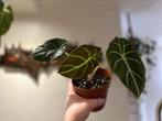 Alocasia black velvet moederplant, Overige soorten, Ophalen of Verzenden