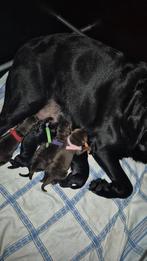 Raszuivere Labrador pups., Dieren en Toebehoren, Honden | Retrievers, Spaniëls en Waterhonden, 8 tot 15 weken, Labrador retriever