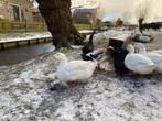 (broed) eieren eend en gans, Dieren en Toebehoren, Eend