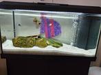 Aquarium, Dieren en Toebehoren, Vissen | Aquaria en Toebehoren, Ophalen of Verzenden, Zo goed als nieuw, Gevuld zoetwateraquarium