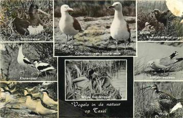 (377-446-025) Texel  Vogels in de natuur beschikbaar voor biedingen